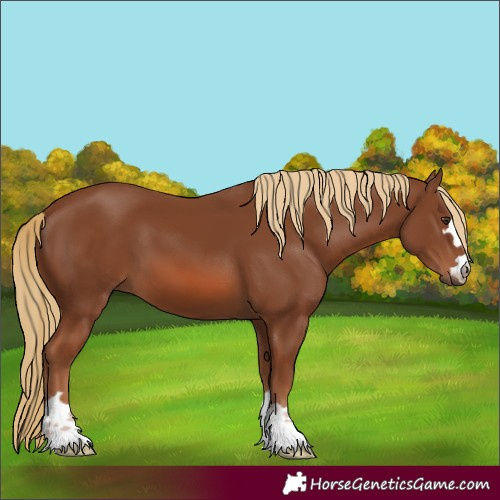 Horse Color:Chestnut 