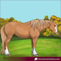 Horse Color:Chestnut 