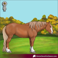 Horse Color:Chestnut 