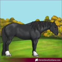 Horse Color:Black 