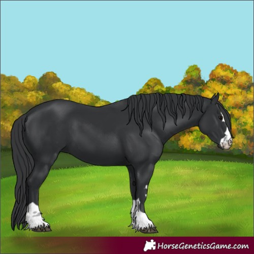 Horse Color:Black 