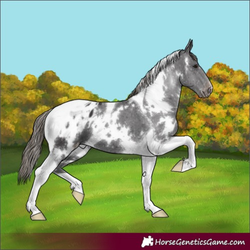 Horse Color:White Spotted Smoky Black Tobiano Appaloosa 