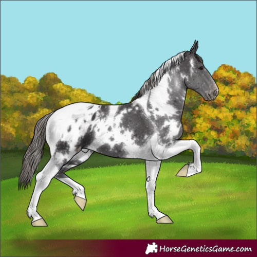 Horse Color:White Spotted Smoky Black Tobiano Appaloosa 