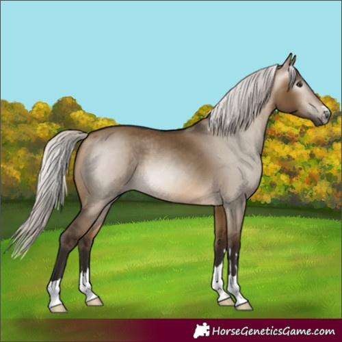 Horse Color:Gray Silver Buckskin Dun 
