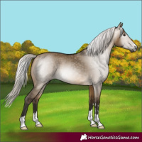 Horse Color:Gray Silver Buckskin Dun