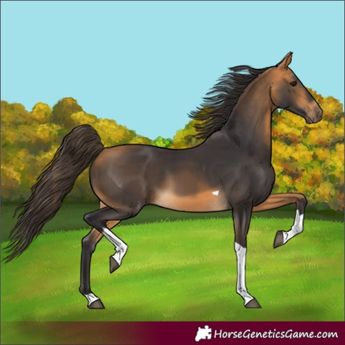 Horse Color:Buckskin Tobiano 