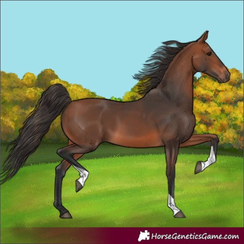 Horse Color:Bay Tobiano 