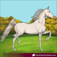 Horse Color:Perlino Tobiano