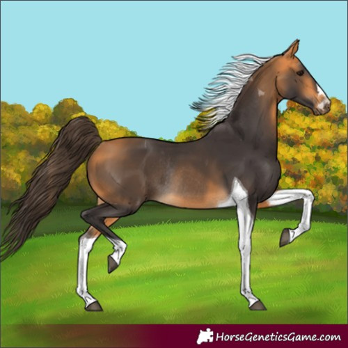 Horse Color:Unknown 