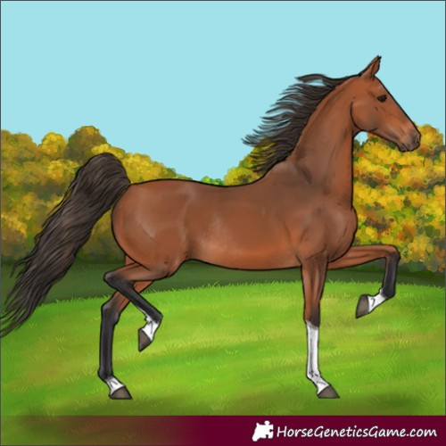 Horse Color:Bay Tobiano Rabicano 