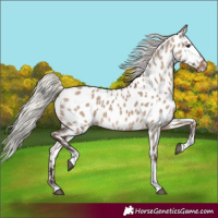 Horse Color:Silver Brown Dun Tobiano Appaloosa