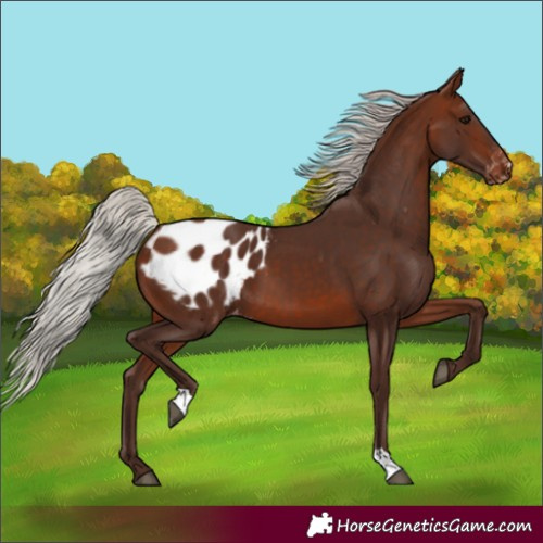 Horse Color:Silver Bay Blanket 