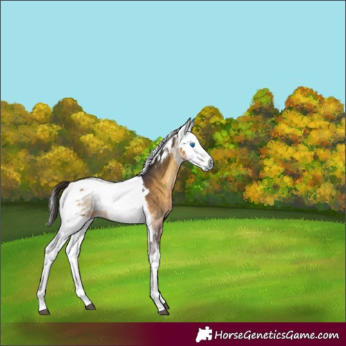 Horse Color:Buckskin Onyx Merle Rabicano