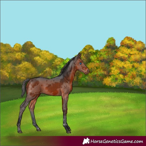 Horse Color:Bay Merle