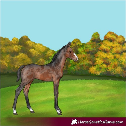 Horse Color:Bay Merle Rabicano