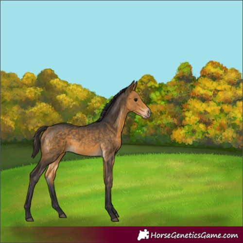 Horse Color:Buckskin 
