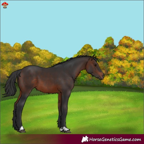 Horse Color:Brown 