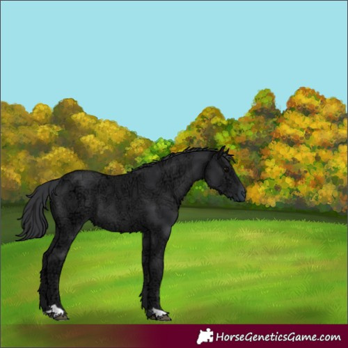 Horse Color:Black Ice 