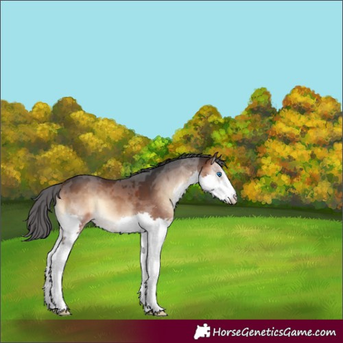 Horse Color:Brown Onyx Merle Splash