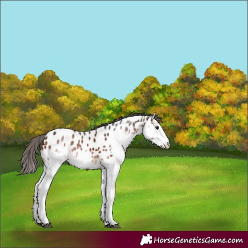 Horse Color:Brown Merle Splash Appaloosa 