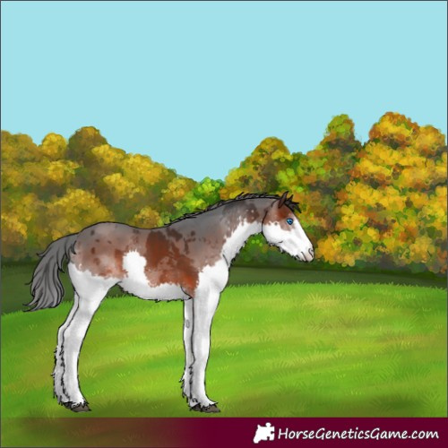 Horse Color:Brown Merle Splash 