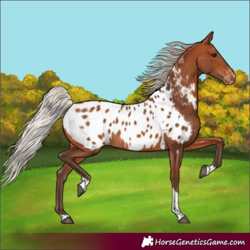 Horse Color:Silver Bay Tobiano Near Leopard 