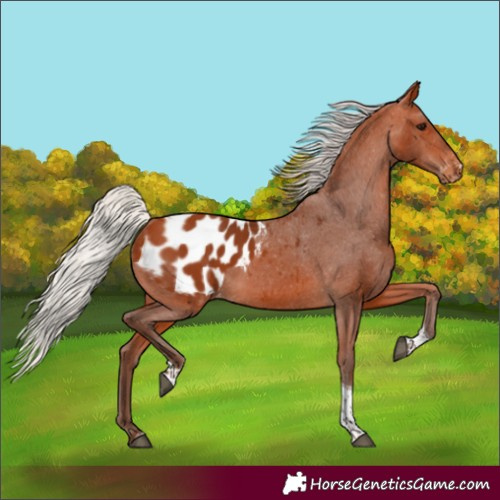 Horse Color:Silver Bay Tobiano Blanket 