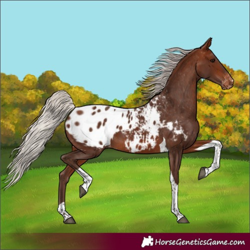 Horse Color:Silver Bay Tobiano Appaloosa 