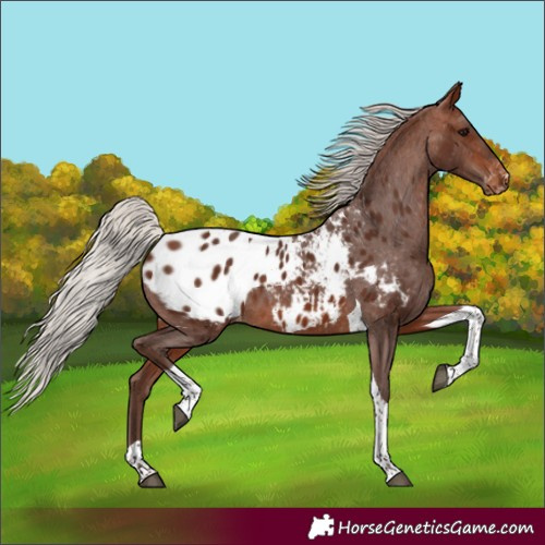 Horse Color:Silver Bay Tobiano Blanket 