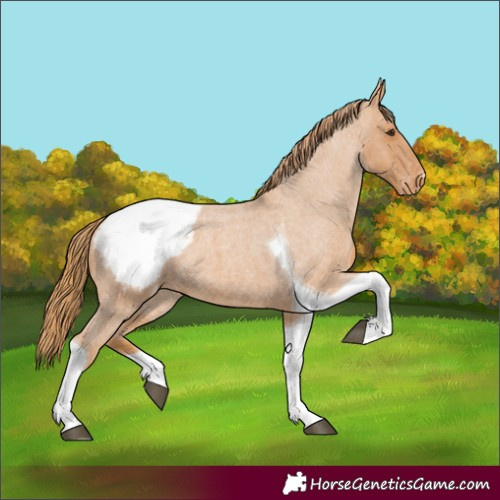 Horse Color:Red Roan Tobiano Appaloosa 