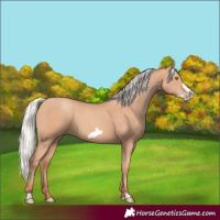 Horse Color:Silver Amber Champagne Frame 