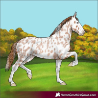 Horse Color:Red Roan Splash Appaloosa 