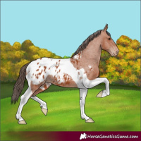 Horse Color:Bay Tobiano Blanket