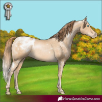 Horse Color:White Spotted Buckskin Pearl Appaloosa