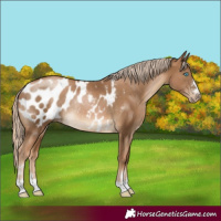 Horse Color:Gray Chocolate Palomino Pearl Appaloosa Rabicano 