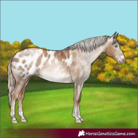 Horse Color:Gray Chocolate Palomino Pearl Appaloosa Rabicano