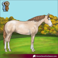 Horse Color:Buckskin Pearl Sabino 