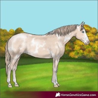 Horse Color:White Spotted Perlino Sabino Rabicano 