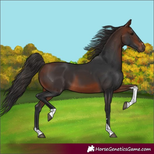 Horse Color:Bay Tobiano 