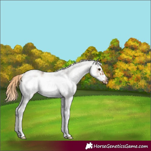 Horse Color:White Spotted Chocolate Palomino Frame 
