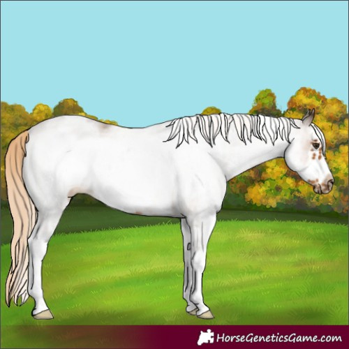Horse Color:White Spotted Chocolate Palomino Frame 