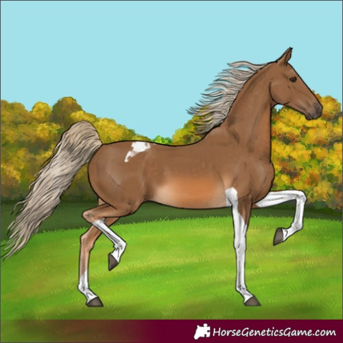 Horse Color:Chocolate Palomino Tobiano 