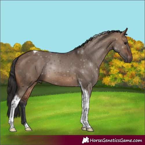 Horse Color:Brown Dun Tobiano 