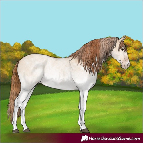 Horse Color:White Spotted Red Dun 