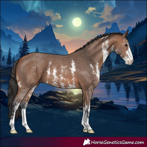 Horse Color:Bay Sabino 