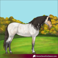 Horse Color:Buckskin Ice Roan 