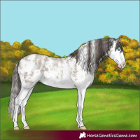 Horse Color:Classic Champagne Sabino Splash