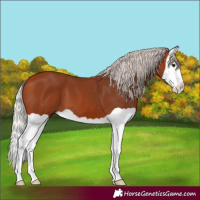Horse Color:Silver Bay Splash 