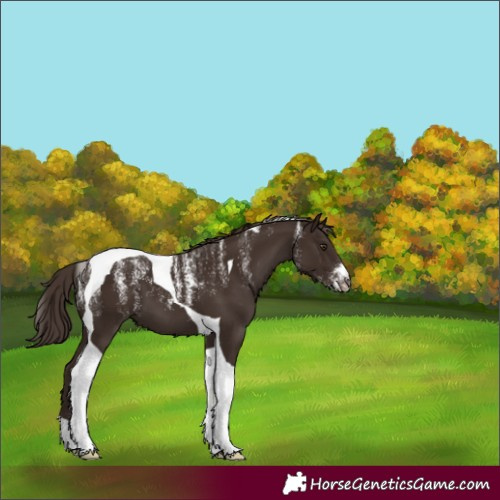 Horse Color:Powder White Liver Chestnut Tobiano Varnish 