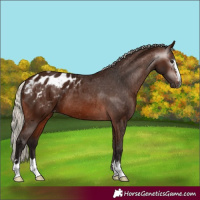 Horse Color:Gray Silver Bay Appaloosa 
